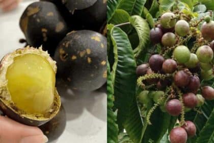 Persis Longan Dengan Rasa Durian, Ketahui Buah Kristal Kesukaan Warga Sarawak