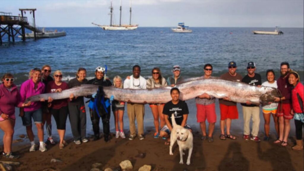 Muncul Ikan Naga Laut Petanda Bakal Ada Tsunami Dan Gempa Bumi Hanyalah Mitos, Ini Kajian Penyelidik