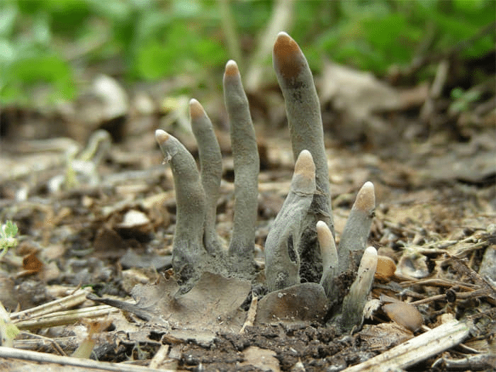 Persis Jari Mayat, Ketahui Cendawan Dead Man's Fingers Yang Menyeramkan