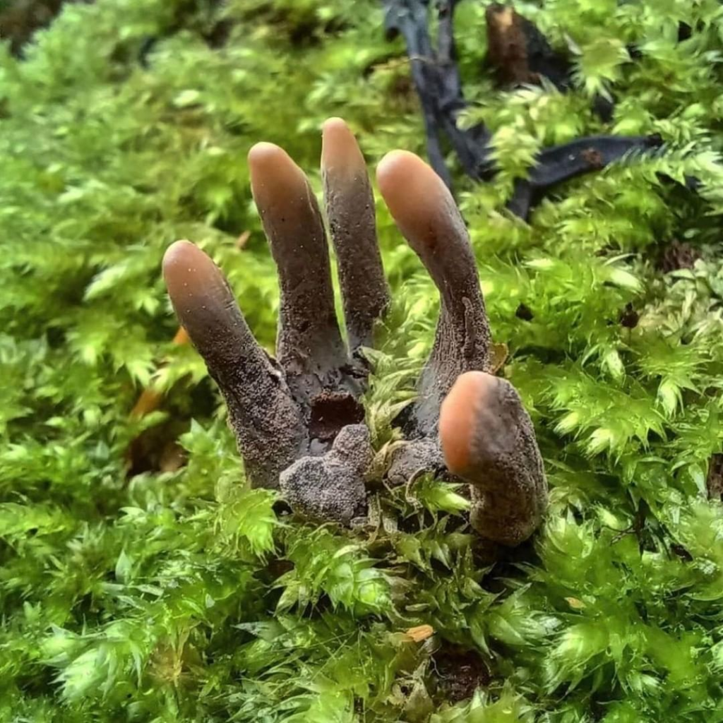 Persis Jari Mayat, Ketahui Cendawan Dead Man's Fingers Yang Menyeramkan