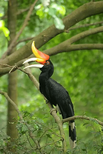 Kenali Rhinoceros Hornbill, Burung Enggang Badak Kebanggaan Warga Bumi Kenyalang