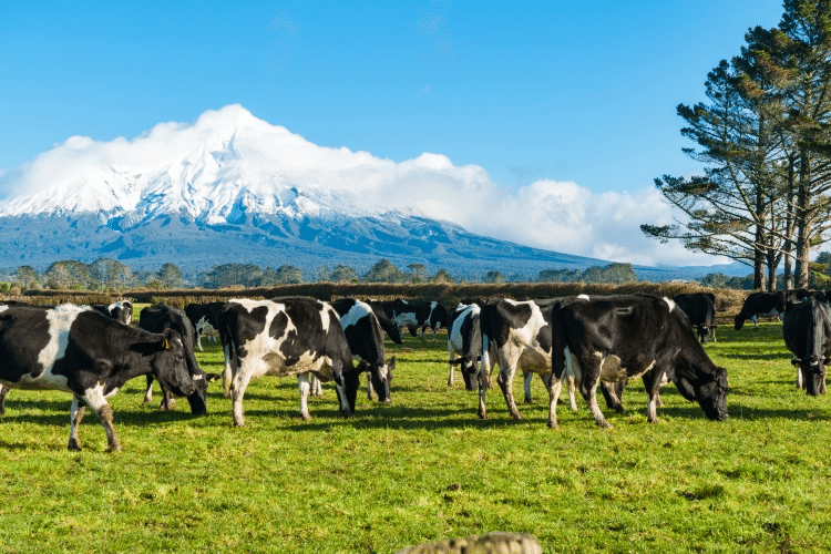 Abang Jo Yakin Mahu 'Transform' Serian Jadi Mini New Zealand