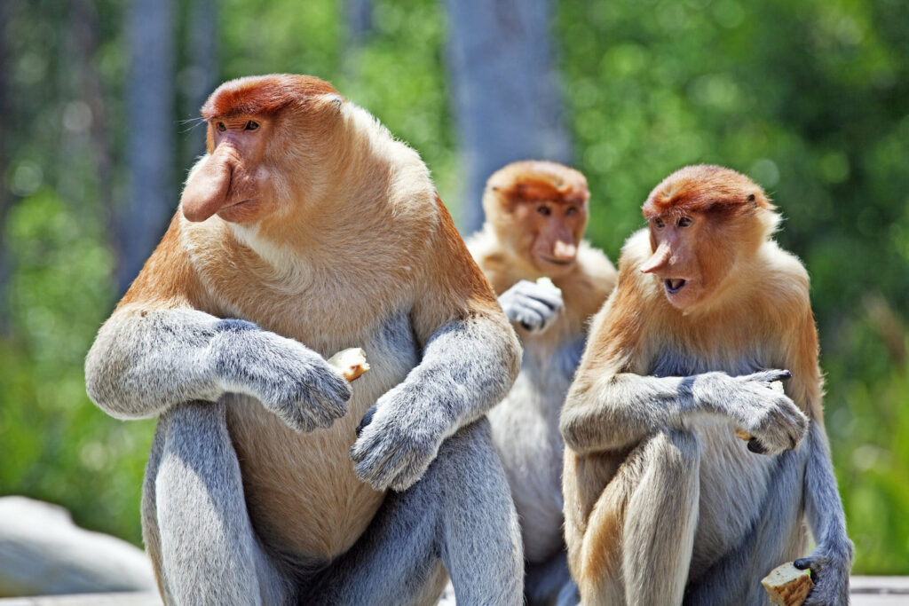 Hidung Besar Dan Sangat Rare, Ketahui Monyet Bangkatan Yang Hanya Ada Di Pulau Borneo