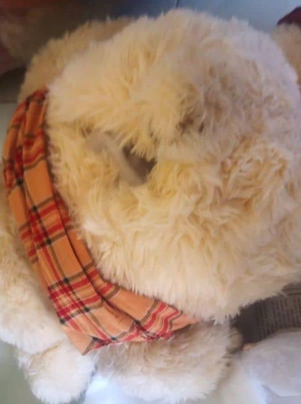 Ada Tarikh Di Tapak Kaki, Lelaki Dakwa Jumpa Abu Mayat Dalam Teddy Bear