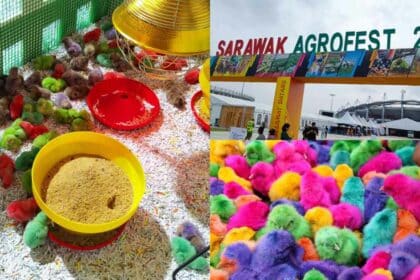 Ayam 'Pelangi' Jadi Tarikan Pengunjung Ke Sarawak Agrofest Di Stadium Perpaduan Kuching