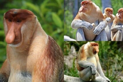 Hidung Besar Dan Sangat Rare, Ketahui Monyet Bangkatan Yang Hanya Ada Di Pulau Borneo