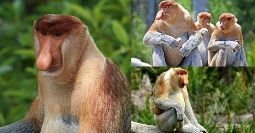 Hidung Besar Dan Sangat Rare, Ketahui Monyet Bangkatan Yang Hanya Ada Di Pulau Borneo