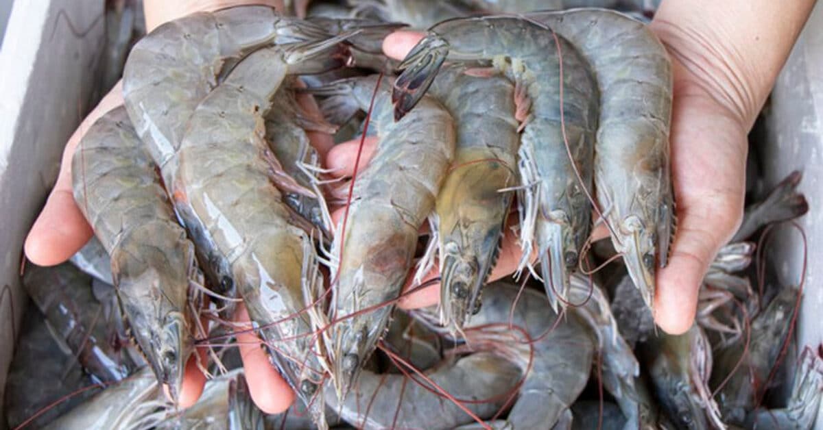 Individu Ini Tunjuk Cara Simpan Udang Supaya Kekal Segar Dan Tahan Lama