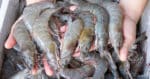 Individu Ini Tunjuk Cara Simpan Udang Supaya Kekal Segar Dan Tahan Lama