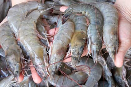 Individu Ini Tunjuk Cara Simpan Udang Supaya Kekal Segar Dan Tahan Lama