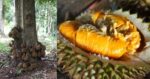 Ketahui Durian Kura-Kura, Keunikan Buah Tropika yang Tersembunyi Di Bekenu Sarawak