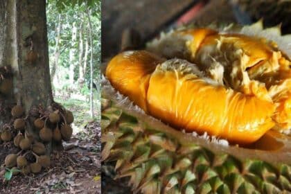 Ketahui Durian Kura-Kura, Keunikan Buah Tropika yang Tersembunyi Di Bekenu Sarawak