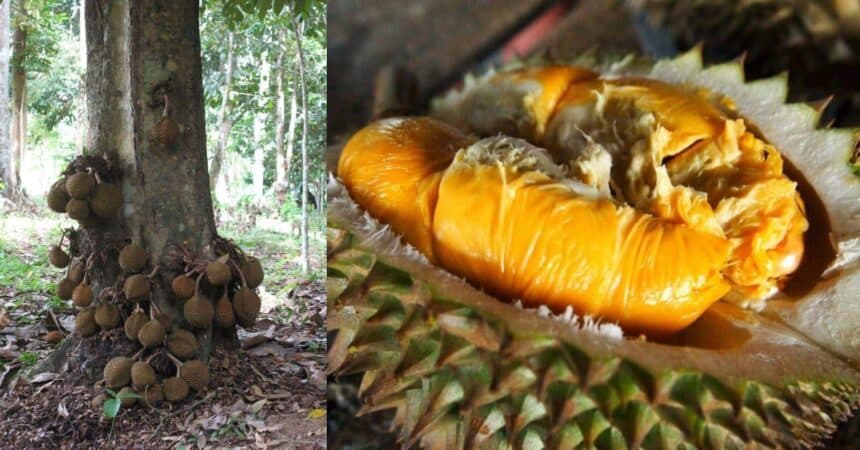 Ketahui Durian Kura-Kura, Keunikan Buah Tropika yang Tersembunyi Di Bekenu Sarawak