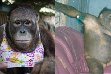 Orang Utan Dirantai Bertahun, Trauma Jadi Hamba Lelaki Gila Seks