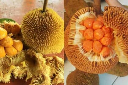 'Pala Munsuh', Buah Eksotik Mirip Durian Dan Cempedak Yang Rare Di Sarawak