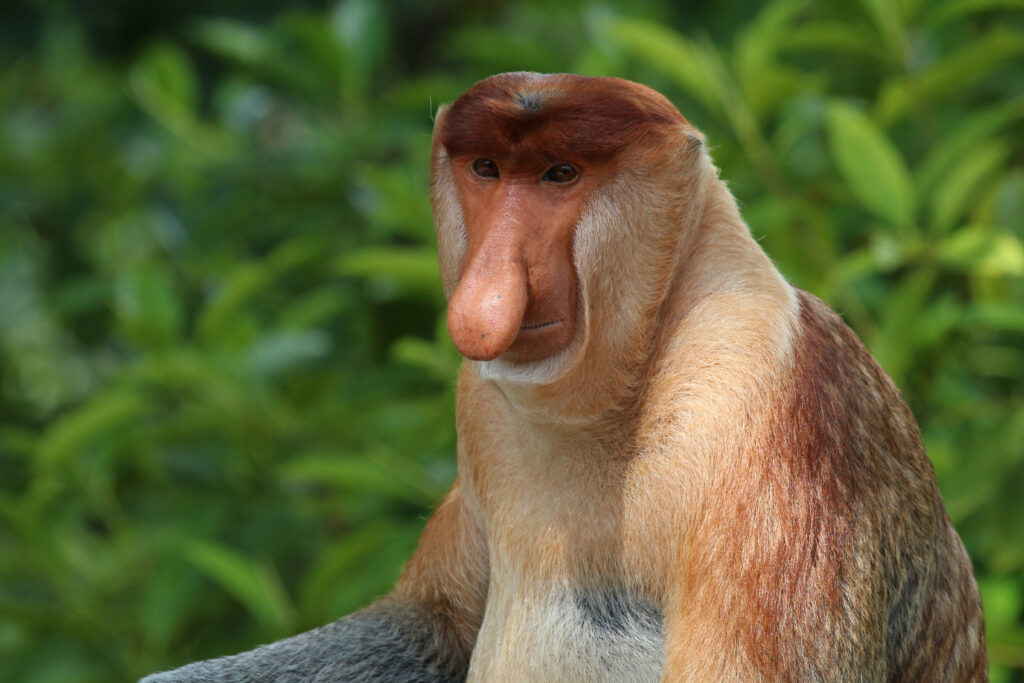 Hidung Besar Dan Sangat Rare, Ketahui Monyet Bangkatan Yang Hanya Ada Di Pulau Borneo