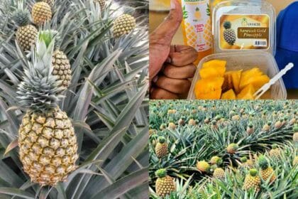 [STOCK] Manis Bak Madu, Ketahui Nanas Sarawak Gold 1 Ikon Buah Tropika Dari Bumi Kenyalang