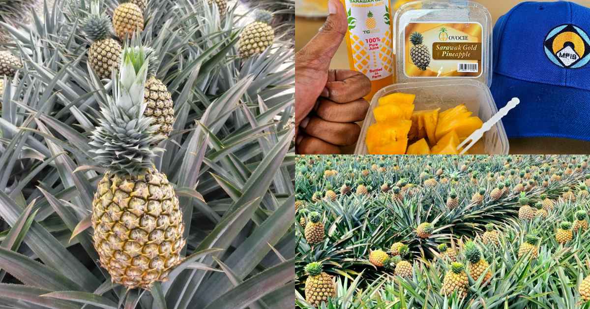 [STOCK] Manis Bak Madu, Ketahui Nanas Sarawak Gold 1 Ikon Buah Tropika Dari Bumi Kenyalang