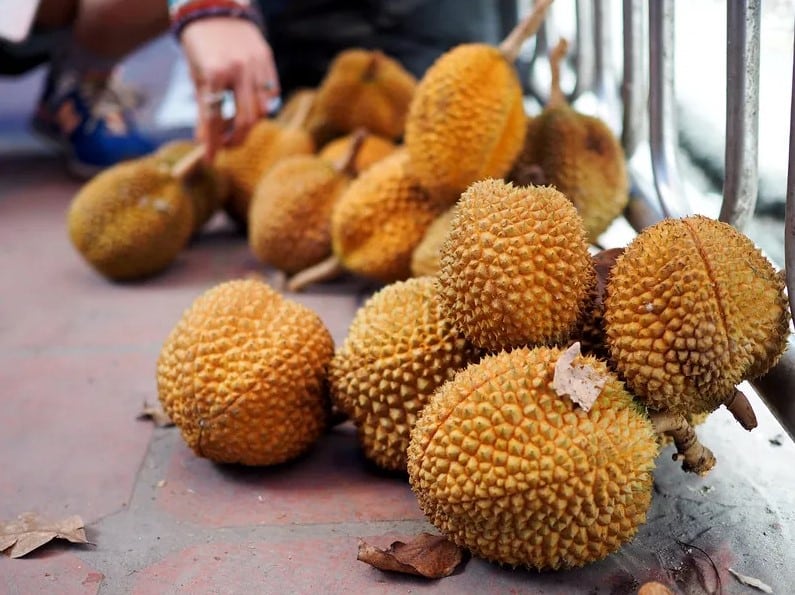 Ketahui Durian Kura-Kura, Keunikan Buah Tropika yang Tersembunyi Di Bekenu Sarawak