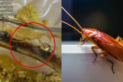 Tengah Sedap Makan, Wanita 'Loya Tekak' Jumpa 3 Ekor Lipas Dalam Botol Kicap Di Kedai Makan