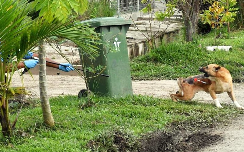 Segera Dapatkan Rawatan Selepas Digigit, Satu Lagi Kematian Akibat Rabies Di Sarawak