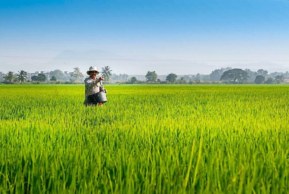 Cadang Tanam Padi Sebesar 50K Hektar, Abang Jo Bagi 'Green Light' Kenal Pasti Kawasan Di Sarawak