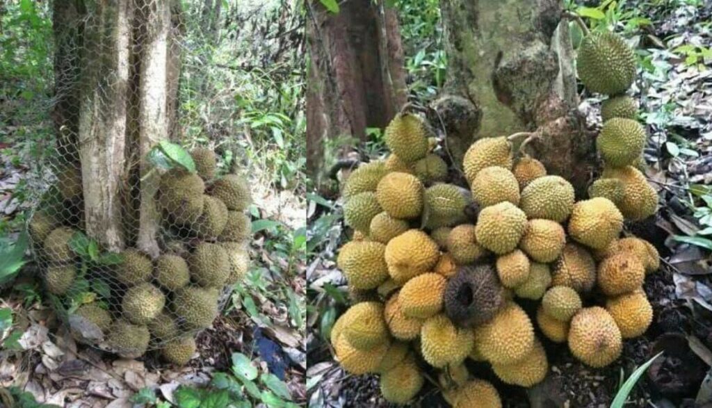 Ketahui Durian Kura-Kura, Keunikan Buah Tropika yang Tersembunyi Di Bekenu Sarawak