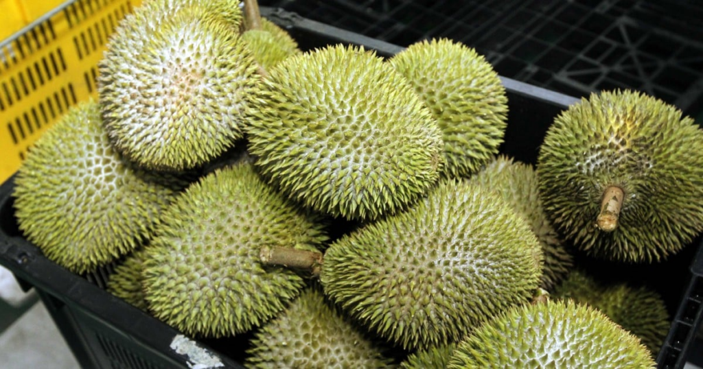 Makan Hingga Puas, Anda Perlu Cuba Buffet Durian Berpatutan Di Jalan Abell Kuching Ini