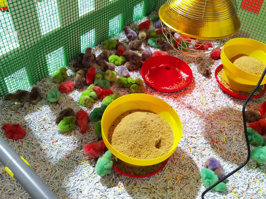 Ayam 'Pelangi' Jadi Tarikan Pengunjung Ke Sarawak Agrofest Di Stadium Perpaduan Kuching
