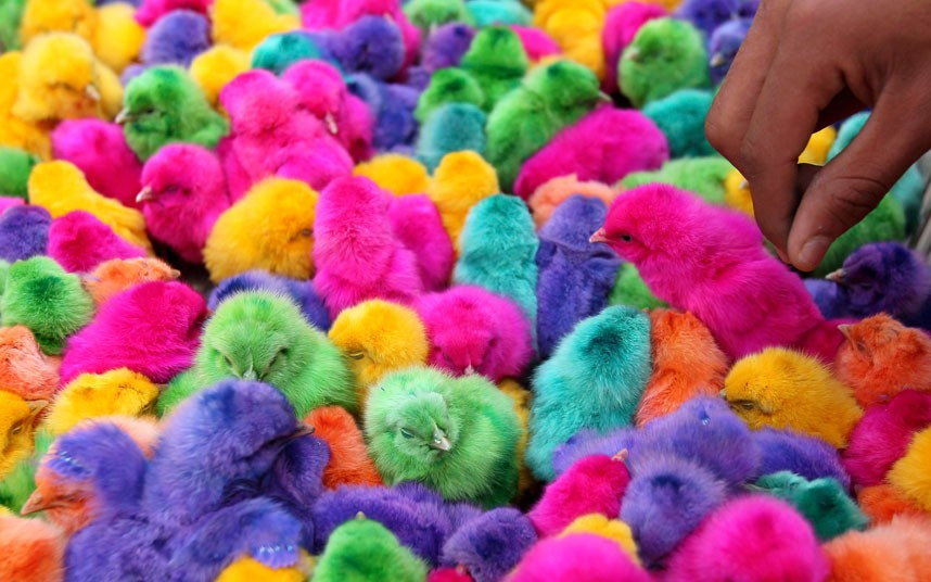 Ayam 'Pelangi' Jadi Tarikan Pengunjung Ke Sarawak Agrofest Di Stadium Perpaduan Kuching