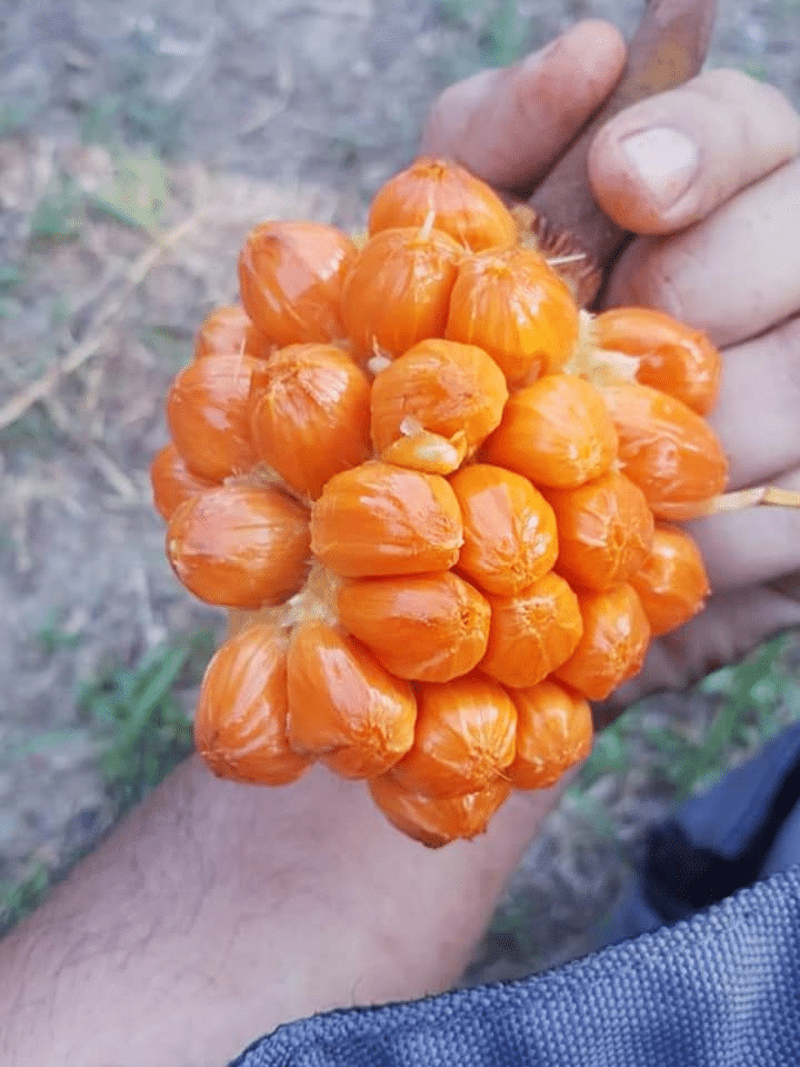 'Pala Munsuh', Buah Eksotik Mirip Durian Dan Cempedak Yang Rare Di Sarawak