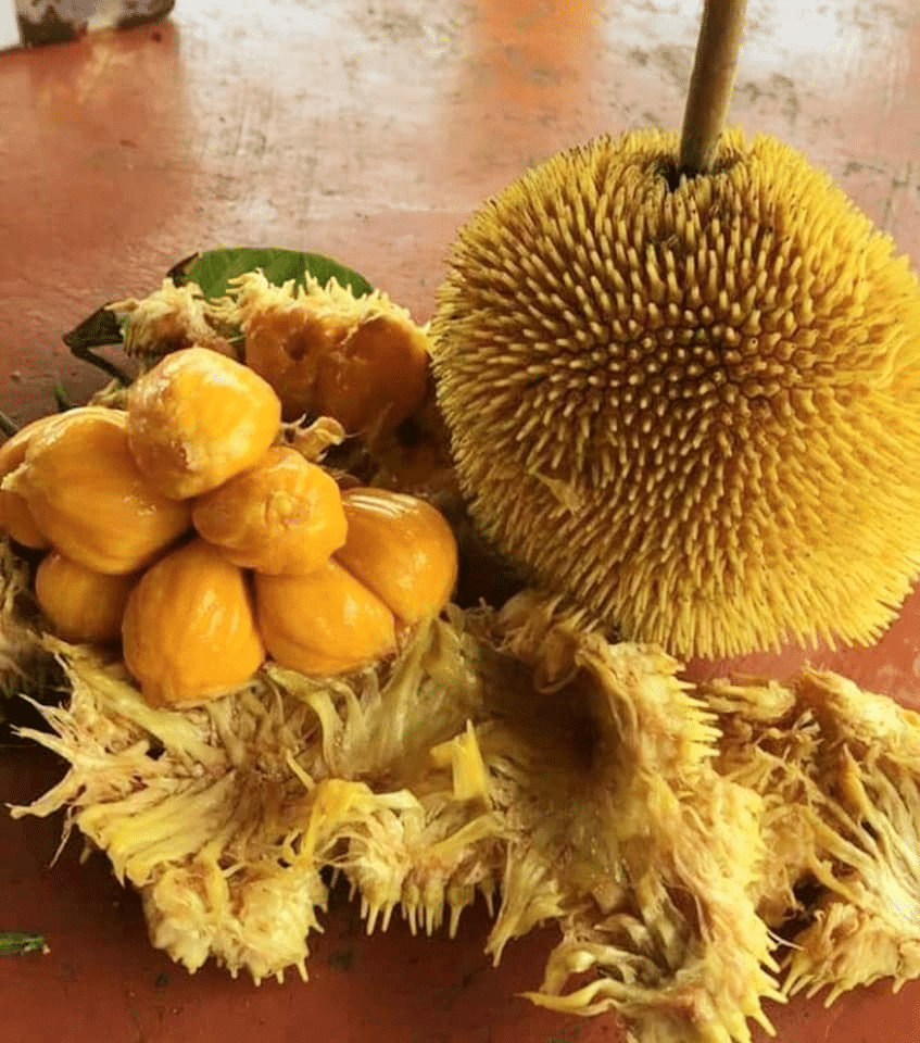 'Pala Munsuh', Buah Eksotik Mirip Durian Dan Cempedak Yang Rare Di Sarawak