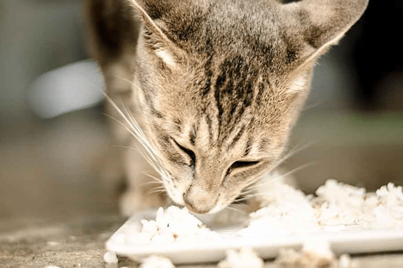 Niat Masak Makanan Kucing Bertukar Tragedi, Wanita Hamil 7 Bulan Melecur Disambar Api
