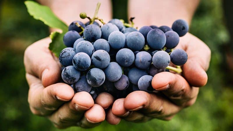 Gara-Gara Tercekik Buah Anggur, Kanak-Kanak 2 Tahun Maut