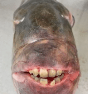 Seekor Ikan Yang Pelik, Pemancing Teruja Tangkap Ikan ‘Bergigi Menusia’