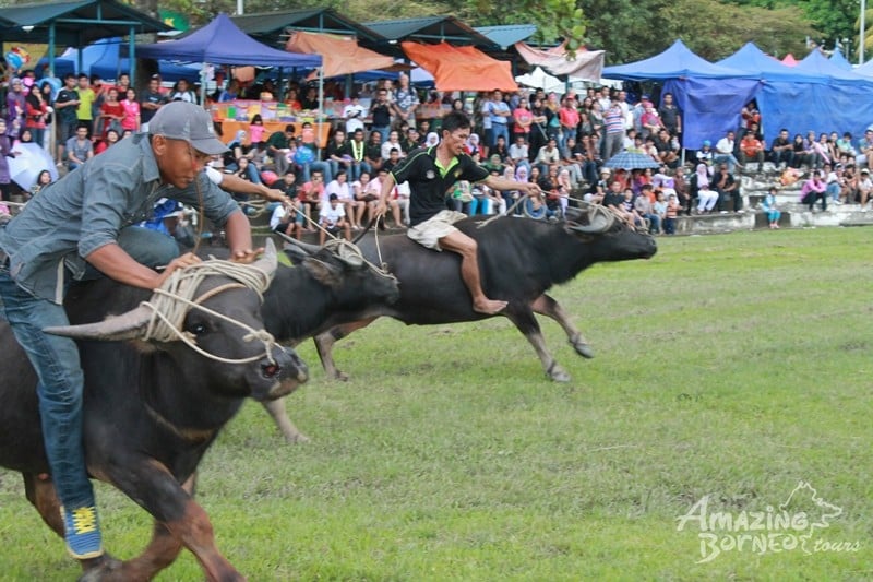 Keunikan Tamu Kota Belud Sabah Yang Anda Perlu Tahu