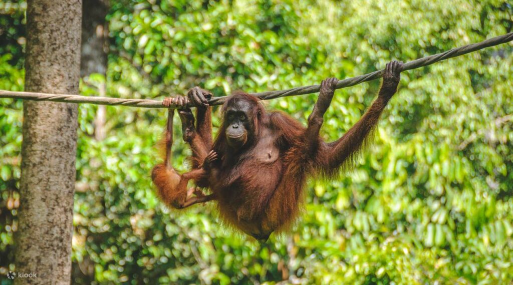 Ini Aktiviti Bertaraf World Class Boleh Cuba Di Sabah