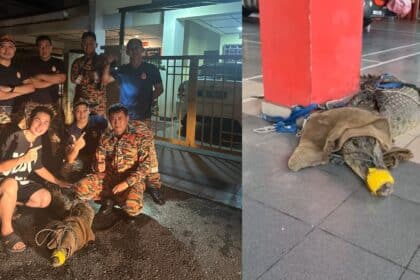 Sesat Di Tabuan Jaya, Buaya Sepanjang 3 Meter Ditemui Di Parit Kawasan Perumahan