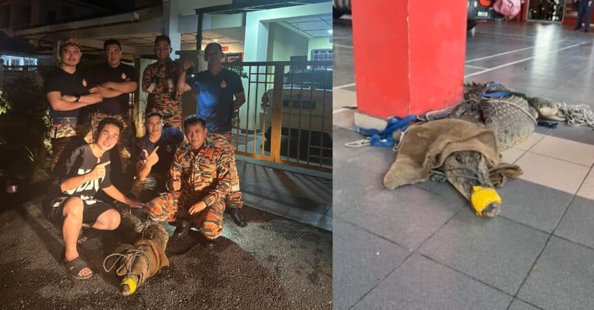 Sesat Di Tabuan Jaya, Buaya Sepanjang 3 Meter Ditemui Di Parit Kawasan Perumahan