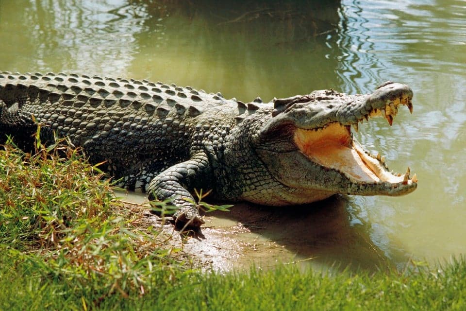 Serangan Buaya Di Sungai Skrang, Tuai Rumah Panjang Terbunuh