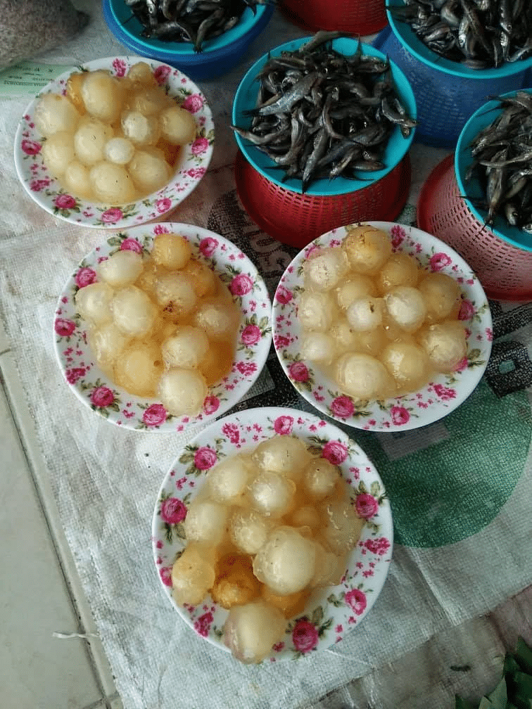 Mirip Obor-Obor Dengan Tekstur Jeli, Kenali Kulat Mata 'Janik' Cendawan Rare Di Sarawak
