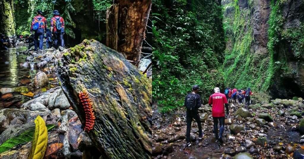 Sungai Merabung, Trek Hutan Bagai Dunia Jurasik di Lahad Datu Sabah