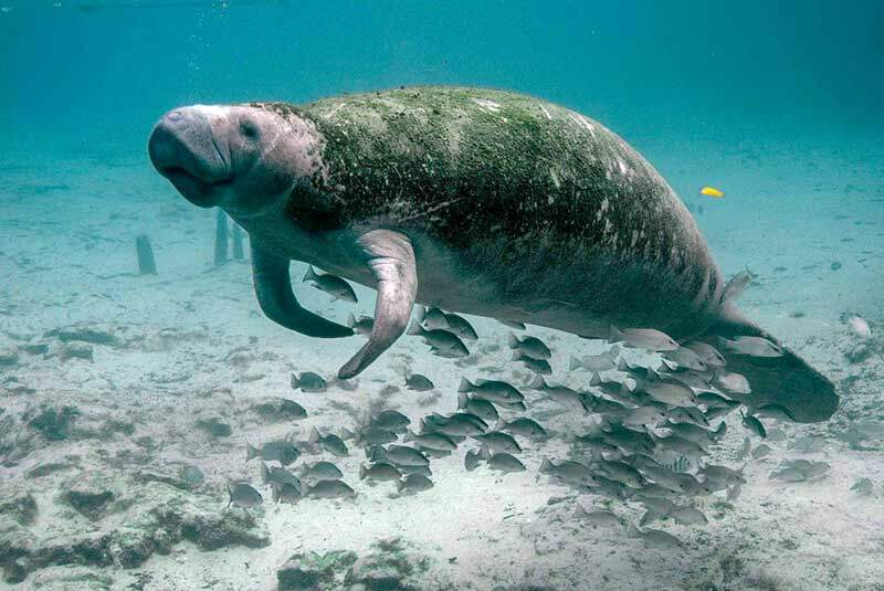 Jelajah Pulau Mantanani, Destinasi Menarik Di Kota Belud Sabah