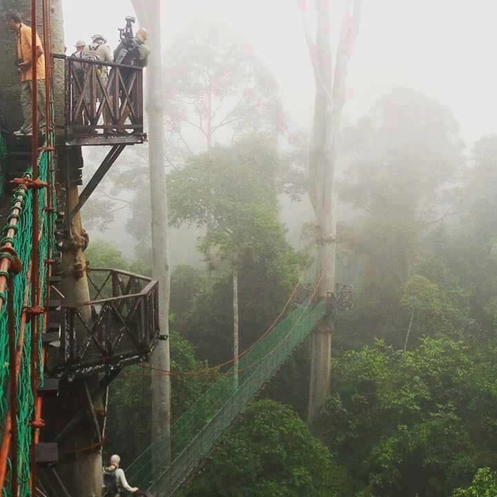 Jambatan Canopy Walk, Aktiviti Mencabar Di Danum Sabah