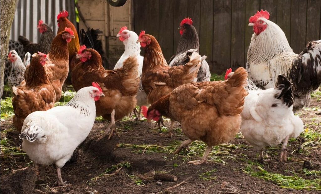 Punca Harga Ayam Mahal, 5 Syarikat Kartel Ayam Di Malaysia Dikenakan Denda RM415 Juta
