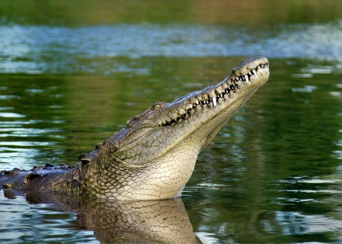 Remaja 15 Tahun Disambar Buaya Ketika Menjala Udang Di Samariang Aman