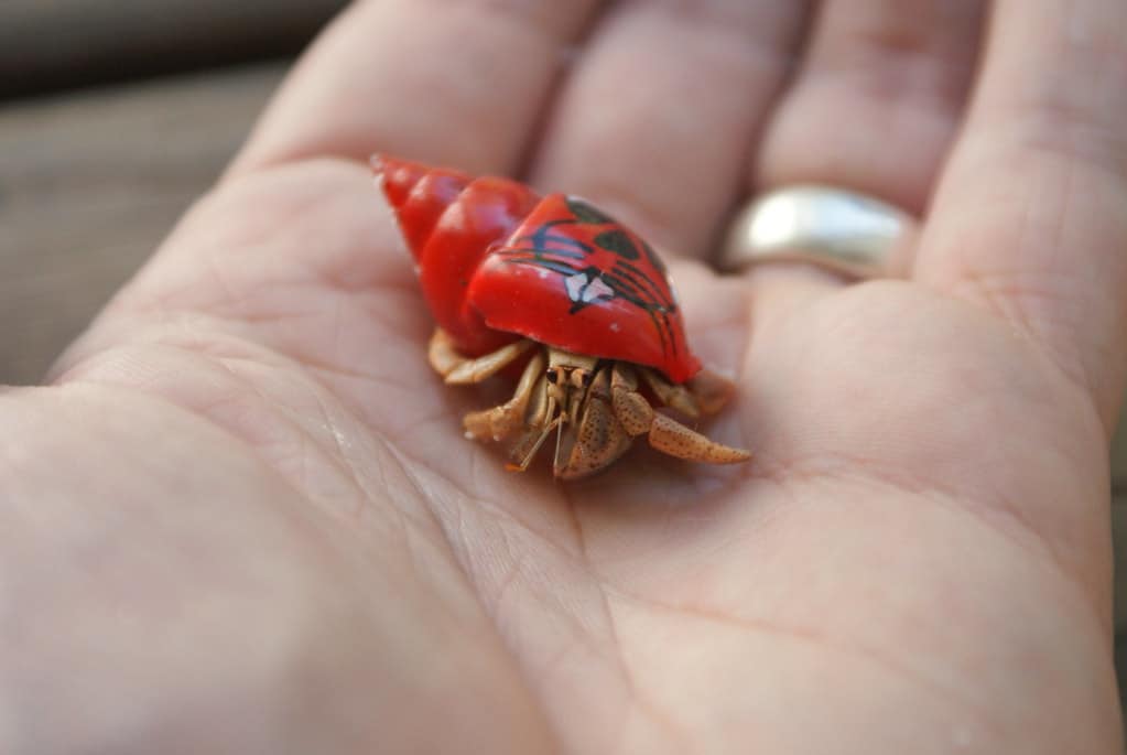 Ketahui Risiko Toksik Keindahan Warna Warni Cengkerang Terhadap Ketam Hermit