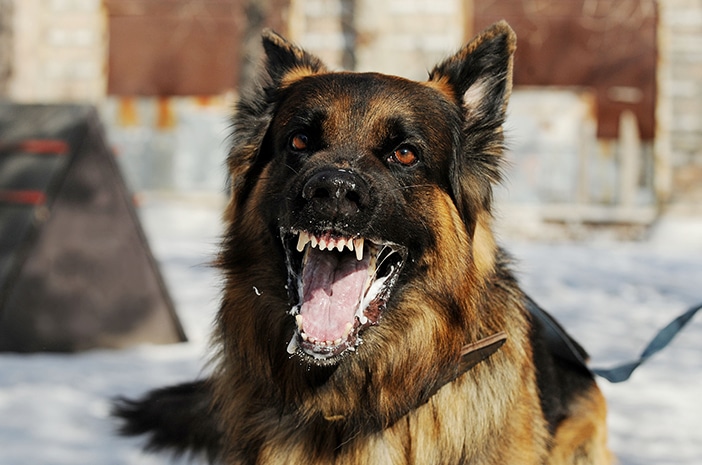 Sarawak Perintah Vaksinasi Wajib Untuk Semua Anjing Peliharaan