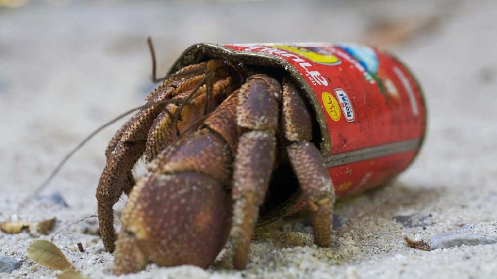 Ketahui Risiko Toksik Keindahan Warna Warni Cengkerang Terhadap Ketam Hermit
