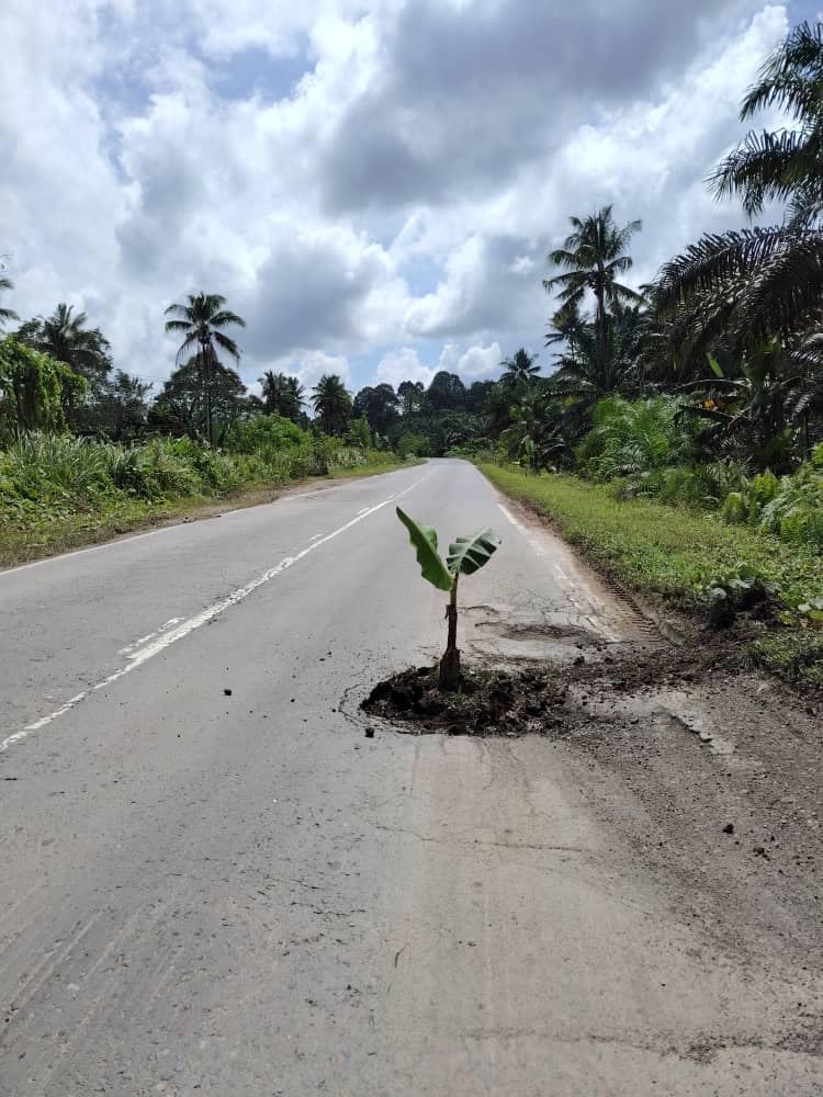 Lelaki Sabah Ini Tanam Pokok Pisang Tengah Jalan Sebagai Cara Desak JKR